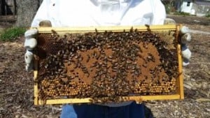 Really Getting A Buzz At The Garden 1 image012