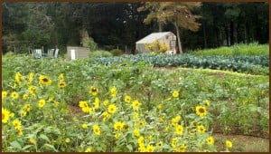 garden