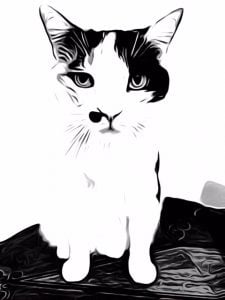 October's New and Renewed Members 26 39882 cat picl