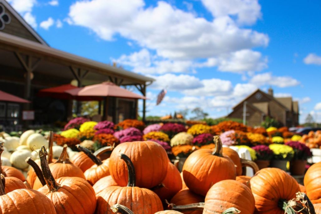 Harvest Fest! at Logan's Garden Shop 1 Harvest Fest Pumpkins