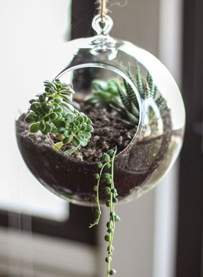 terrarium-6 terrarium-6