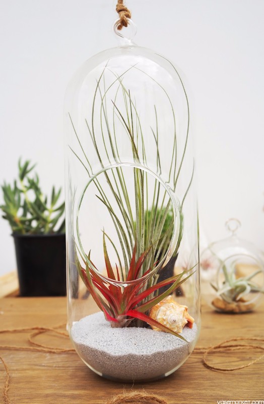 terrarium-tall terrarium-tall