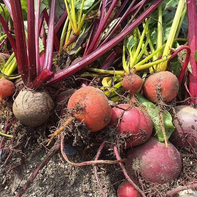 beautiful-beets-1 beautiful-beets-1