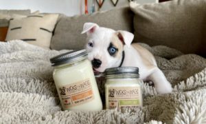 wicks for wags