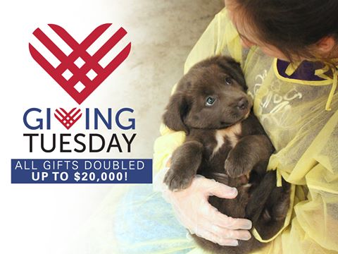 Giving Tuesday 2019 - Keep it LOCAL 9 SPCA Wake - Giving Tuesday