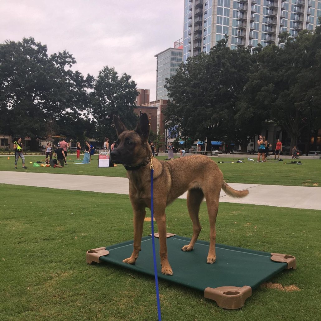 Oak City K9