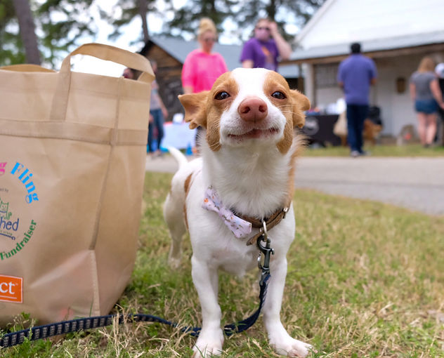 K9 Spring Fling