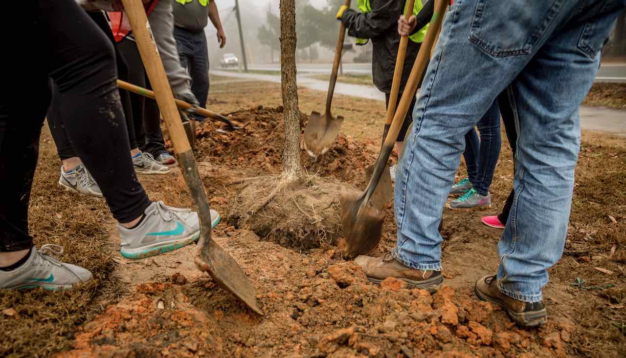Contact Us Page Photo Tree planting 4