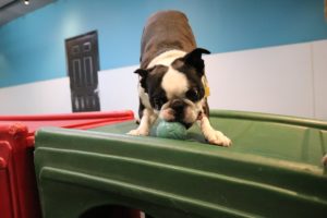 Pup's Day Out PlayCare 1 Pups Day Out