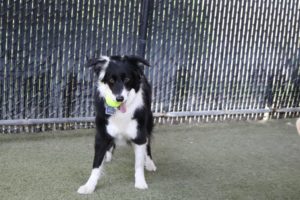 Member Spotlight - October's New and Renewed Members 35 pupss 1