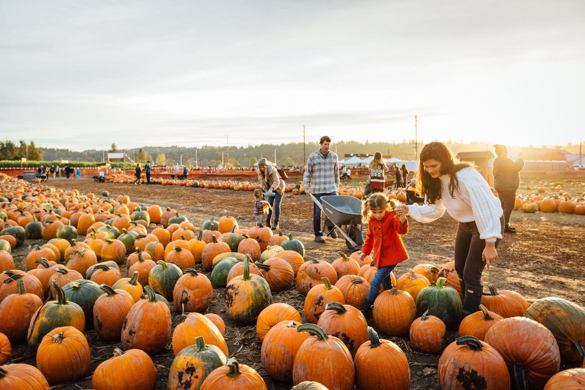 News 16 165 Carpinitos pumpkin patch 84