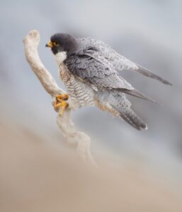 Member Spotlight - September's New and Renewed Members 67 Barb Case Photography
