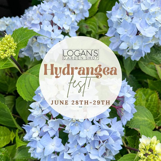Hydrangea Fest 2024 r