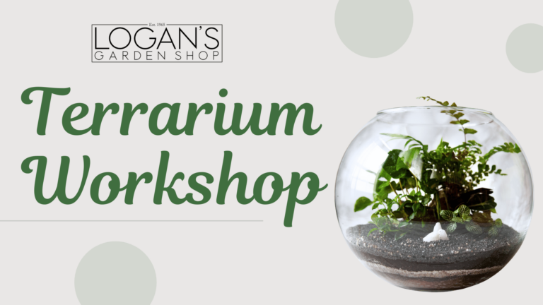 Terrarium Workshop Aug 2024 1920 x 1080 px 768x432