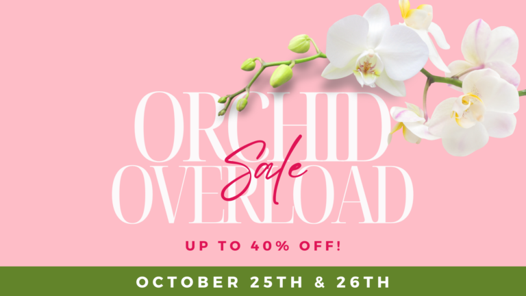 Orchid Overload Sale 102524 102624 1920 x 1080 px 768x432