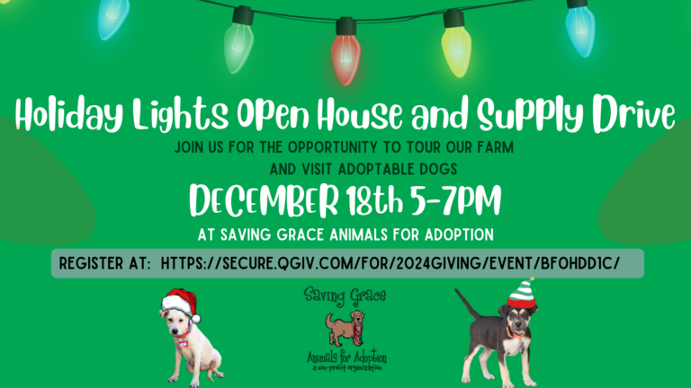 Holiday Lights Faceback 1 768x432